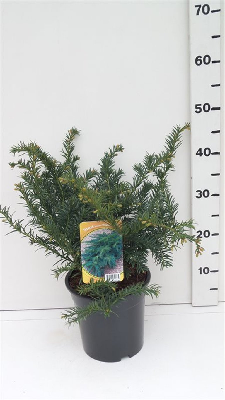 Taxus b. 'Repandens' - C3 30-40 CM